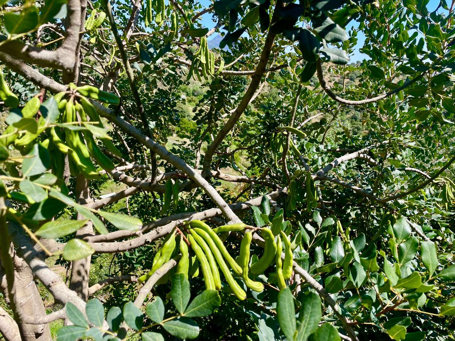 Tolox – Authentische Finca mit Potenzial, Photovoltaik und einzigartiger Natur