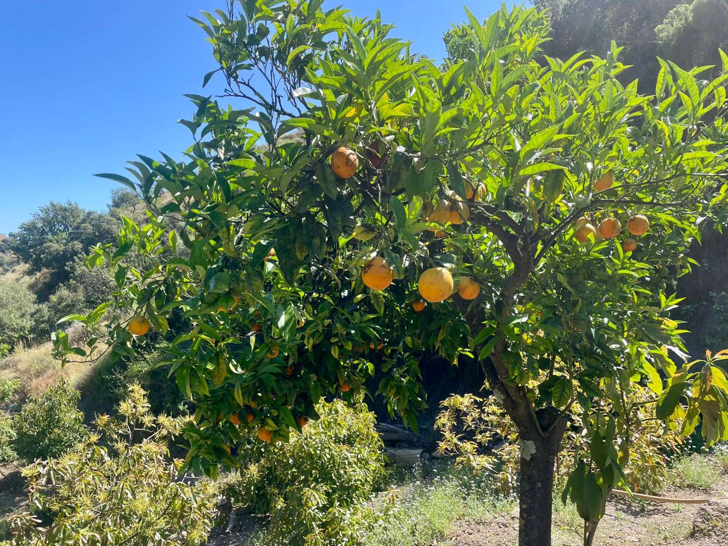 Tolox – Authentische Finca mit Potenzial, Photovoltaik und einzigartiger Natur