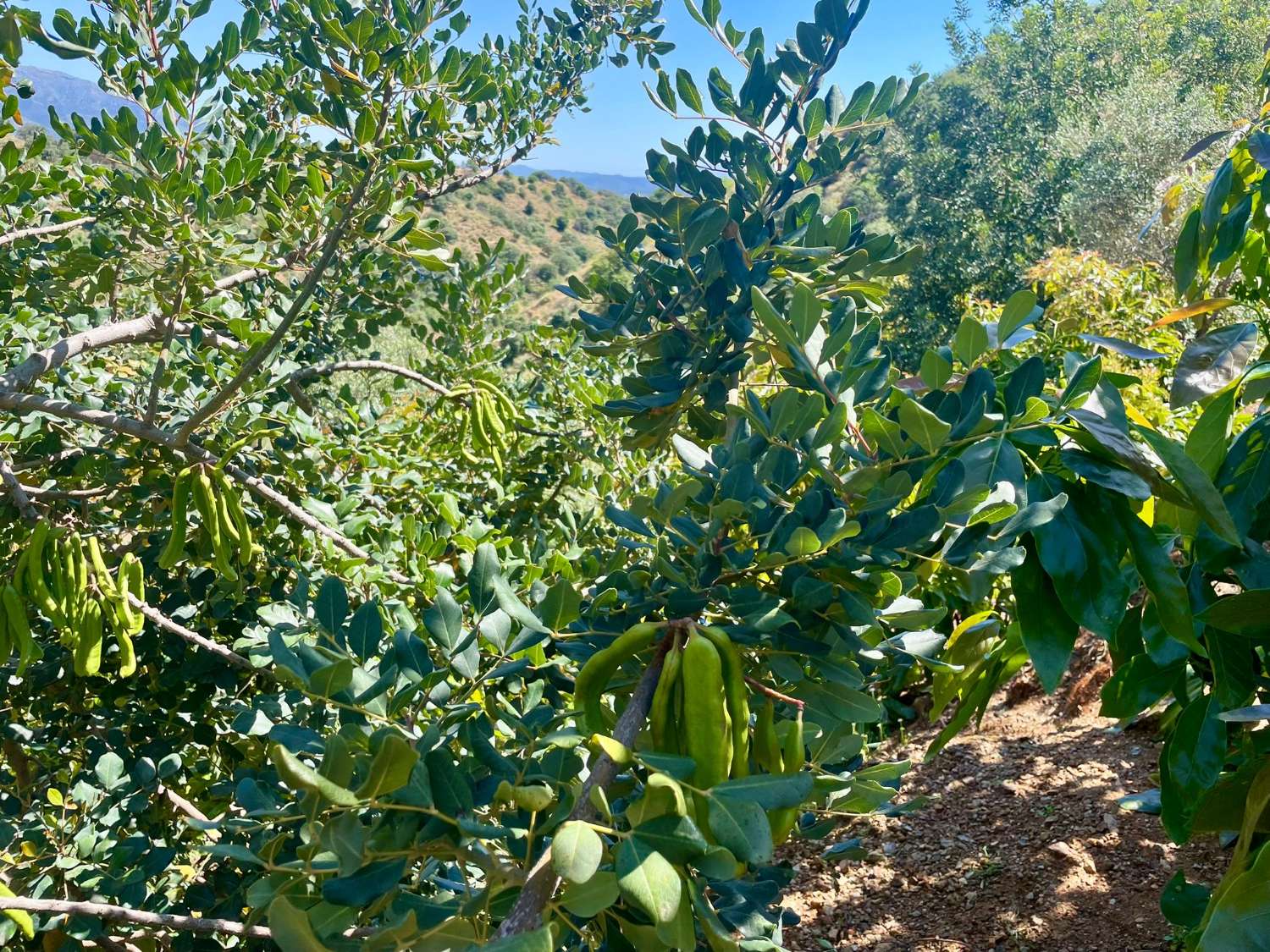 Tolox – Authentische Finca mit Potenzial, Photovoltaik und einzigartiger Natur