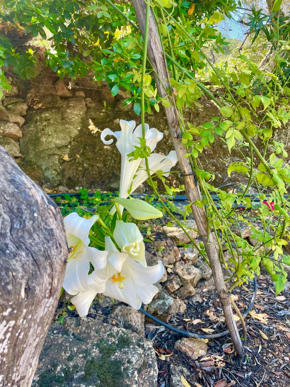 Tolox – Authentische Finca mit Potenzial, Photovoltaik und einzigartiger Natur