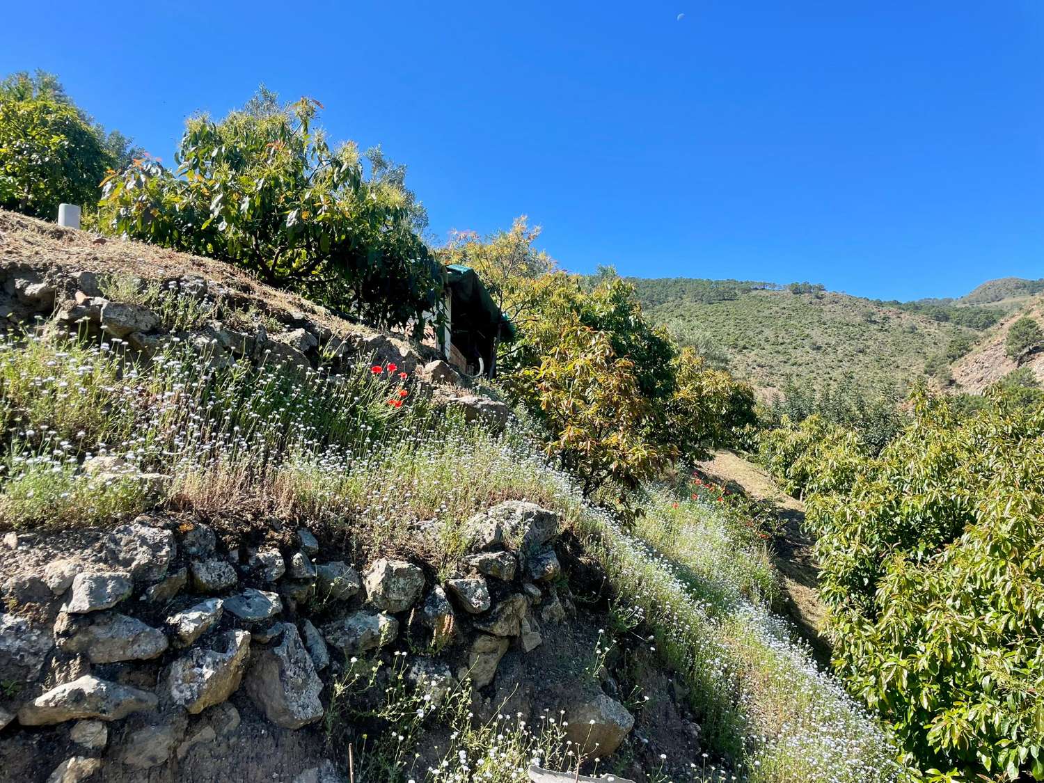 Tolox – Authentische Finca mit Potenzial, Photovoltaik und einzigartiger Natur