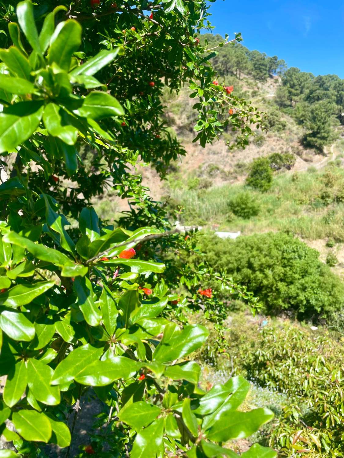 Tolox – Authentische Finca mit Potenzial, Photovoltaik und einzigartiger Natur