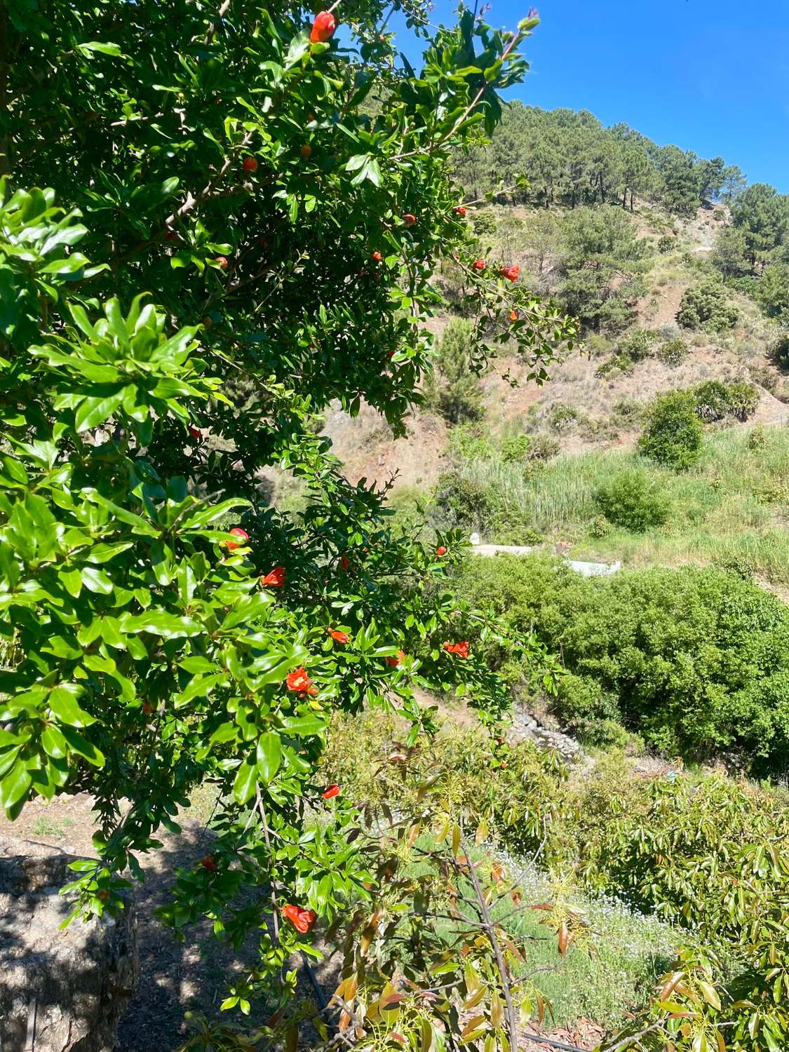 Tolox – Authentische Finca mit Potenzial, Photovoltaik und einzigartiger Natur