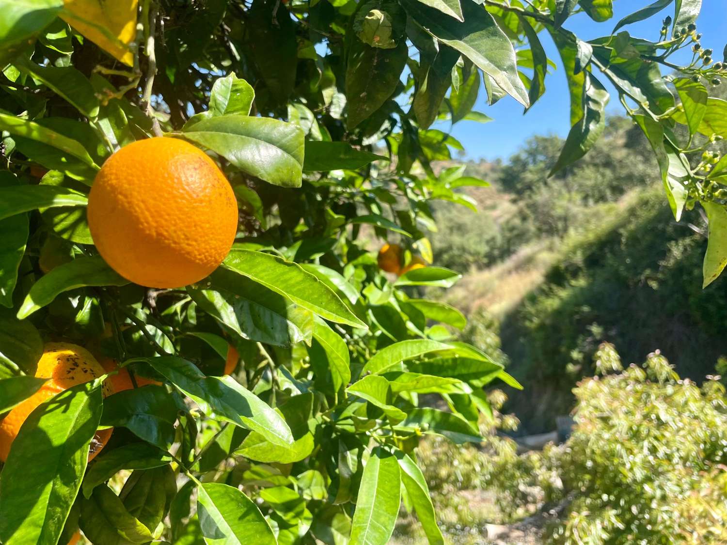 Tolox – Authentische Finca mit Potenzial, Photovoltaik und einzigartiger Natur