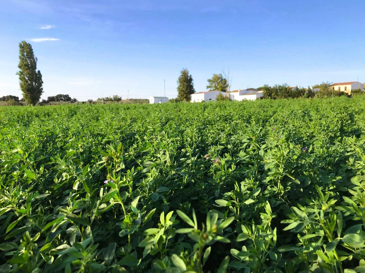 Landwirtschaftliches Grundstück mit eigener Wasserquelle und optimaler Bewässerungsinfrastruktur in Cañete la Real