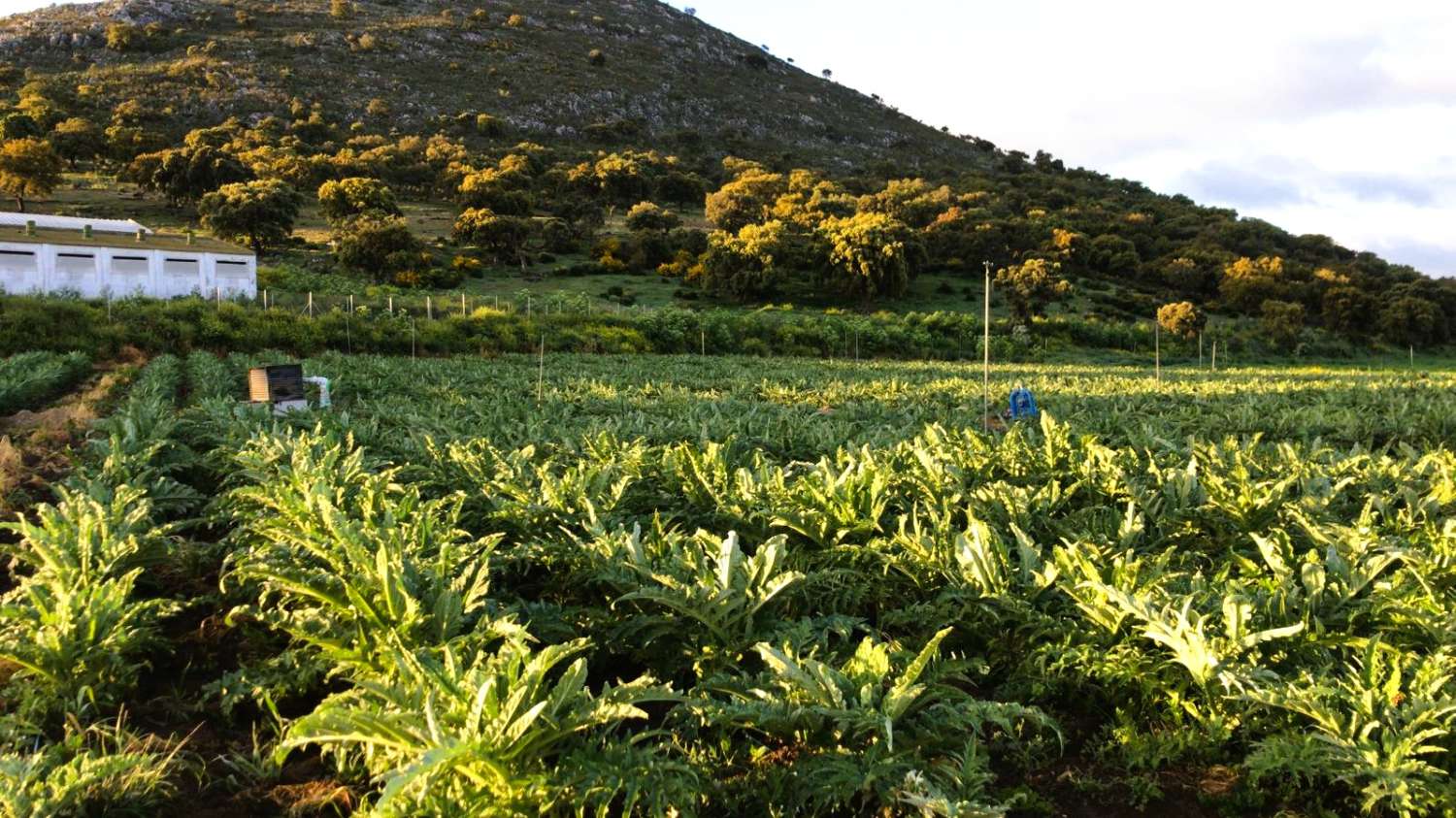 Landwirtschaftliches Grundstück mit eigener Wasserquelle und optimaler Bewässerungsinfrastruktur in Cañete la Real