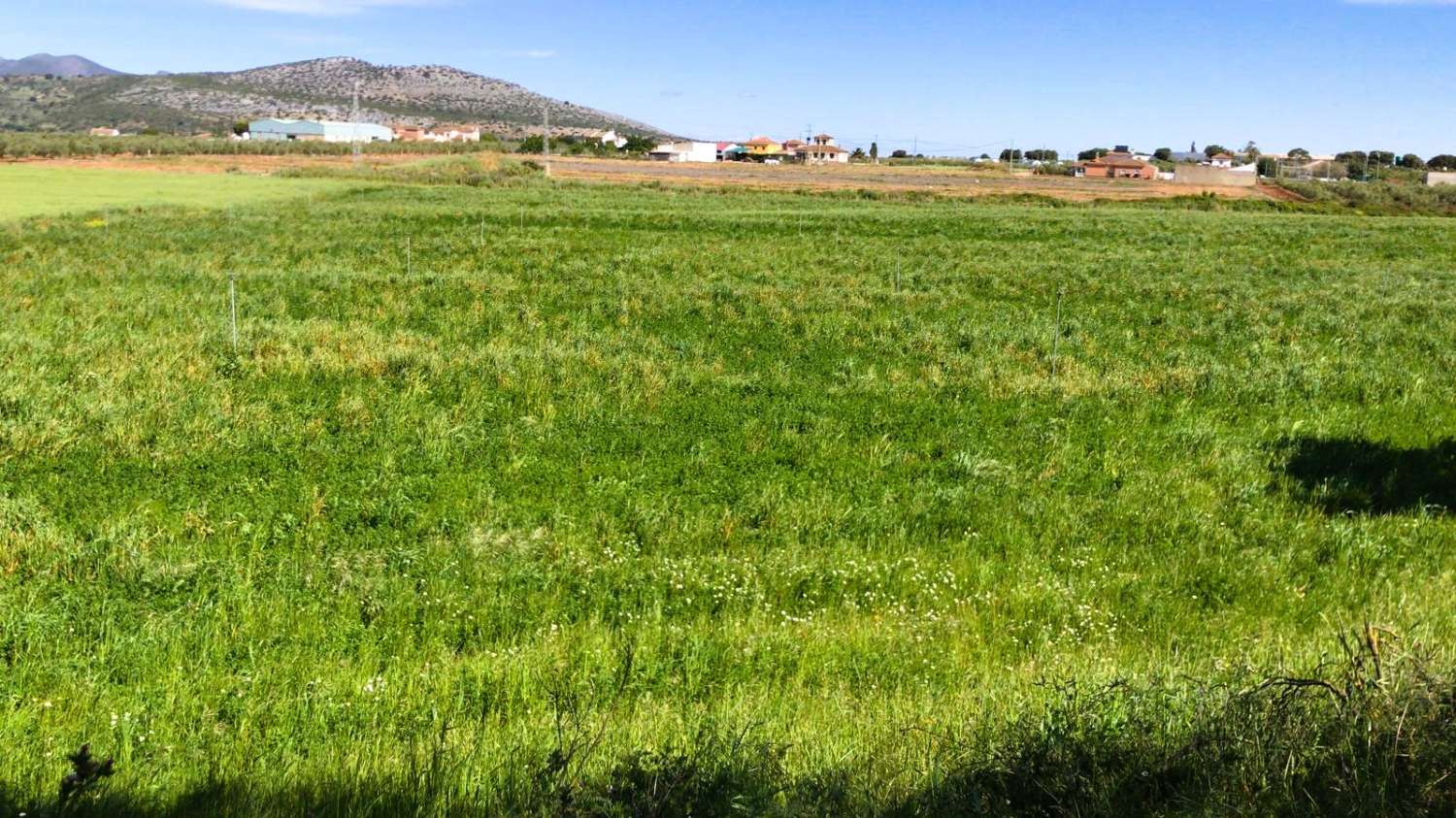 Landwirtschaftliches Grundstück mit eigener Wasserquelle und optimaler Bewässerungsinfrastruktur in Cañete la Real