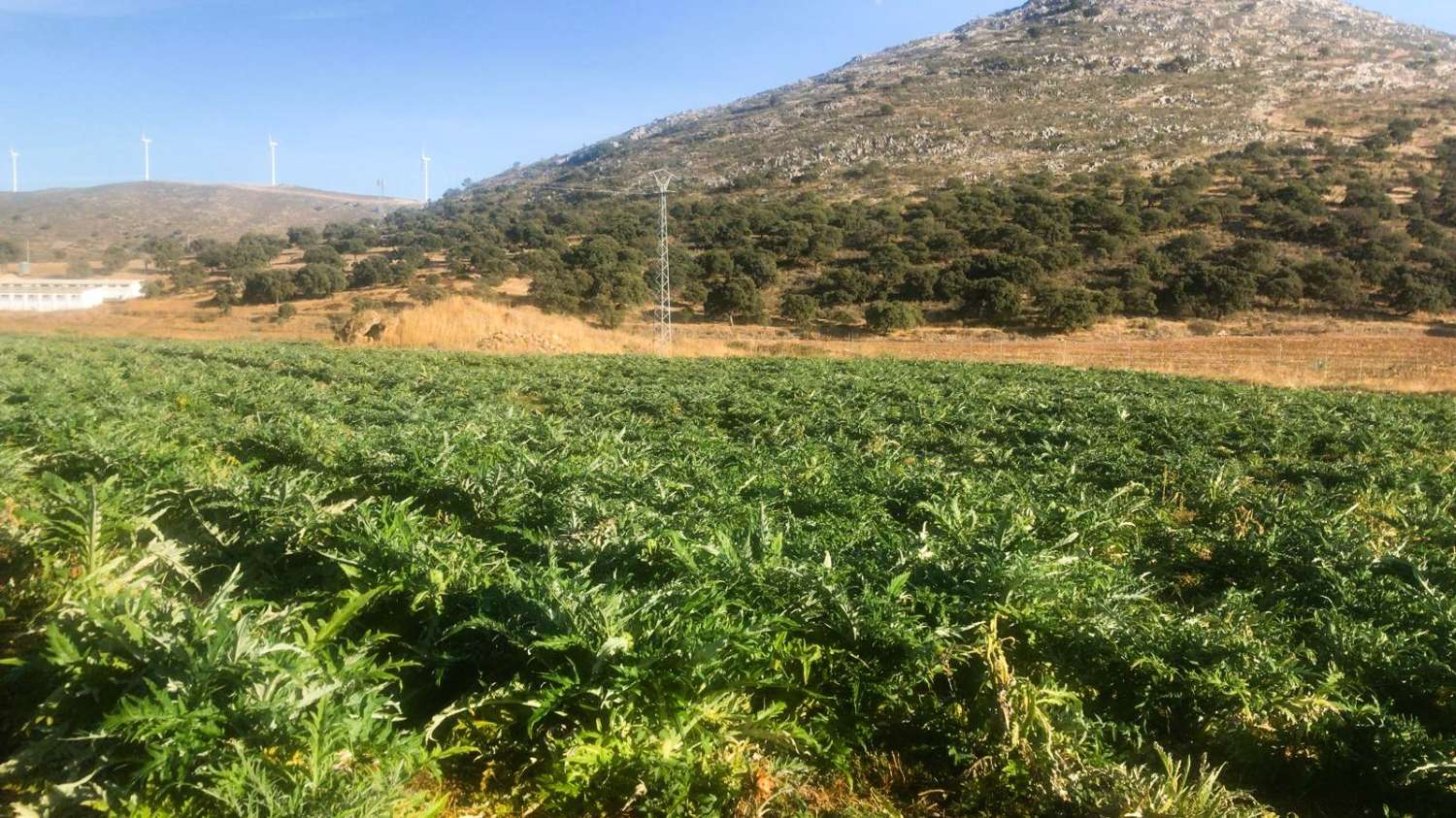 Landwirtschaftliches Grundstück mit eigener Wasserquelle und optimaler Bewässerungsinfrastruktur in Cañete la Real